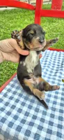 Winter, a male Miniature Dachshund for sale in Brenham, TX – Photo 1 of 10