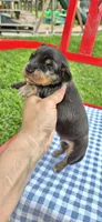 Winter, a male Miniature Dachshund for sale in Brenham, TX – Photo 3 of 10