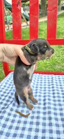 Winter, a male Miniature Dachshund for sale in Brenham, TX – Photo 7 of 10