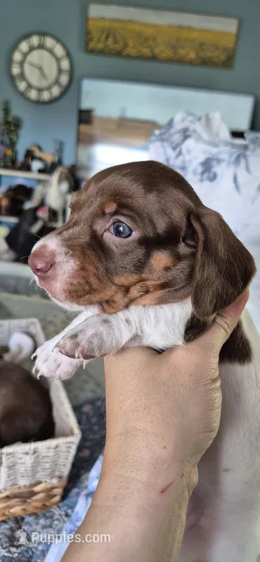 Magnolia – Miniature Dachshund puppy for sale in Brenham, TX