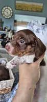 Magnolia, a female Miniature Dachshund for sale in Brenham, TX – 1 of 10
