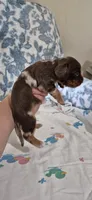 Topaz, a female Miniature Dachshund for sale in Brenham, TX – 9 of 10