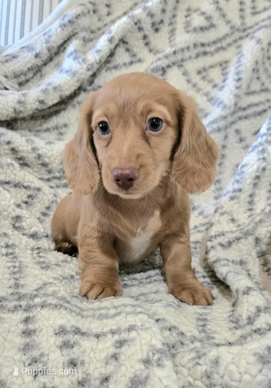 Aspen – Miniature Dachshund puppy for sale in Brenham, TX