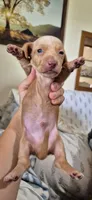 Diamond, a male Miniature Dachshund for sale in Brenham, TX – 4 of 10