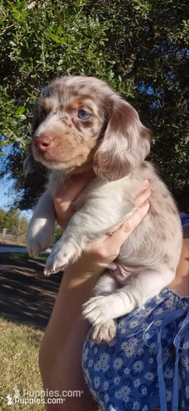 Chestnut – Miniature Dachshund puppy for sale in Brenham, TX