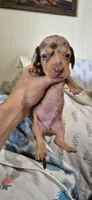 Garnet, a male Miniature Dachshund for sale in Brenham, TX – 4 of 10