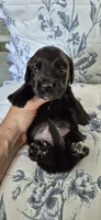 Spruce, a male Miniature Dachshund for sale in Brenham, TX – 2 of 8