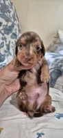 Azul, a male Miniature Dachshund for sale in Brenham, TX – 10 of 10