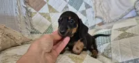 Blue Bonnet, a male Miniature Dachshund for sale in Brenham, TX – 4 of 10