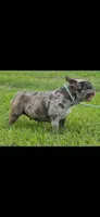 Spice, a female French Bulldog for sale in Brenham, TX – 3 of 3