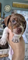 Magnolia, a female Miniature Dachshund for sale in Brenham, TX – 2 of 10