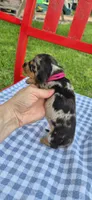 Dandelion, a female Miniature Dachshund for sale in Brenham, TX – Photo 9 of 9
