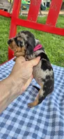 Dandelion, a female Miniature Dachshund for sale in Brenham, TX – Photo 3 of 9