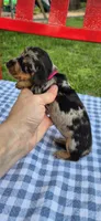 Dandelion, a female Miniature Dachshund for sale in Brenham, TX – Photo 8 of 9