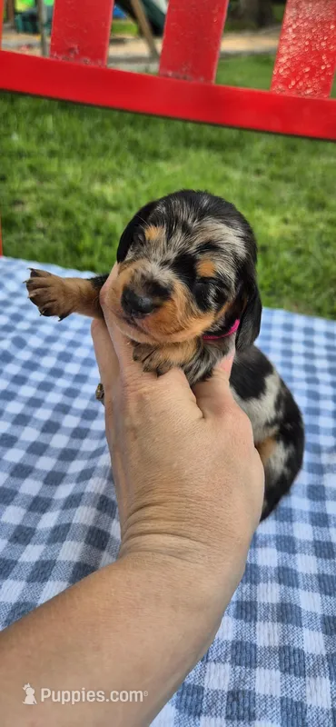 Dandelion – Miniature Dachshund puppy for sale in Brenham, TX