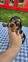 Dandelion, a female Miniature Dachshund for sale in Brenham, TX – Photo 1 of 9