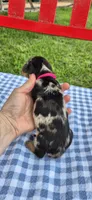 Dandelion, a female Miniature Dachshund for sale in Brenham, TX – Photo 7 of 9