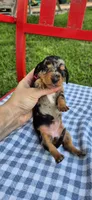 Dandelion, a female Miniature Dachshund for sale in Brenham, TX – Photo 6 of 9