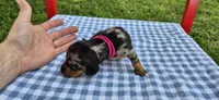 Dandelion, a female Miniature Dachshund for sale in Brenham, TX – Photo 4 of 9