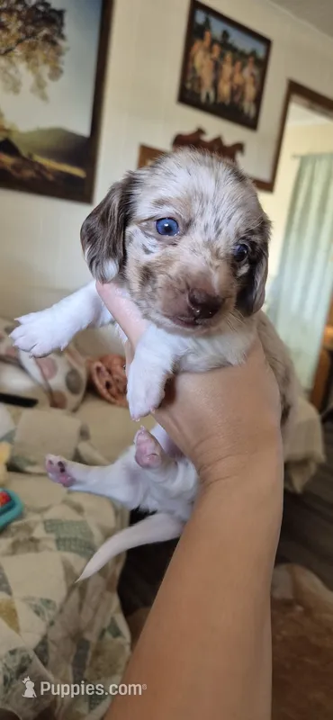 Peach – Miniature Dachshund puppy for sale in Brenham, TX
