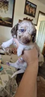 Peach, a female Miniature Dachshund for sale in Brenham, TX – 1 of 10