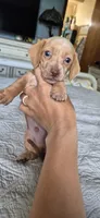 Diamond, a male Miniature Dachshund for sale in Brenham, TX – 7 of 10