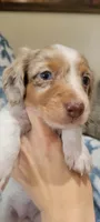 Rose , a female Miniature Dachshund for sale in Brenham, TX – 1 of 10