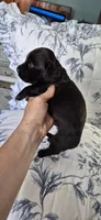 Spruce, a male Miniature Dachshund for sale in Brenham, TX – 8 of 8