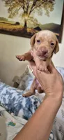 Diamond, a male Miniature Dachshund for sale in Brenham, TX – 2 of 10