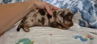 Azul, a male Miniature Dachshund for sale in Brenham, TX – 9 of 10