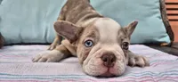 Emerald, a male French Bulldog for sale in Brenham, TX – 7 of 7