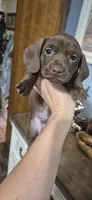 Oakley , a male Miniature Dachshund for sale in Brenham, TX – 4 of 10