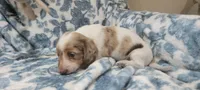 Rose , a female Miniature Dachshund for sale in Brenham, TX – 4 of 10