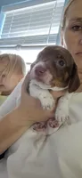 Magnolia, a female Miniature Dachshund for sale in Brenham, TX – 10 of 10