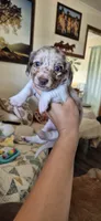Peach, a female Miniature Dachshund for sale in Brenham, TX – 4 of 10