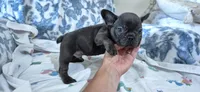 Cobalt, a male French Bulldog for sale in Brenham, TX – 3 of 10