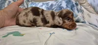 Azul, a male Miniature Dachshund for sale in Brenham, TX – 7 of 10