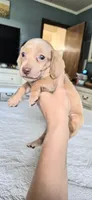 Diamond, a male Miniature Dachshund for sale in Brenham, TX – 9 of 10