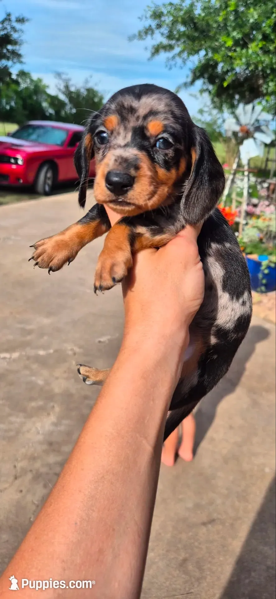 Dandelion, a female Miniature Dachshund for sale in Brenham, TX – 2 of 10