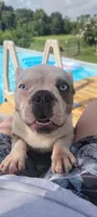 Banjo , a male French Bulldog for sale in Brenham, TX – 8 of 9