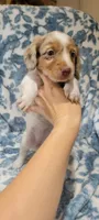 Rose , a female Miniature Dachshund for sale in Brenham, TX – 5 of 10