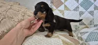 Winter, a male Miniature Dachshund for sale in Brenham, TX – 2 of 10