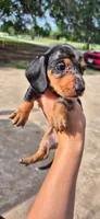 Dandelion, a female Miniature Dachshund for sale in Brenham, TX – 6 of 10