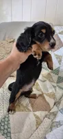 Windy, a male Miniature Dachshund for sale in Brenham, TX – 4 of 10