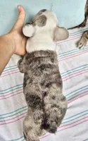 Saphire, a male French Bulldog for sale in Brenham, TX – 4 of 4