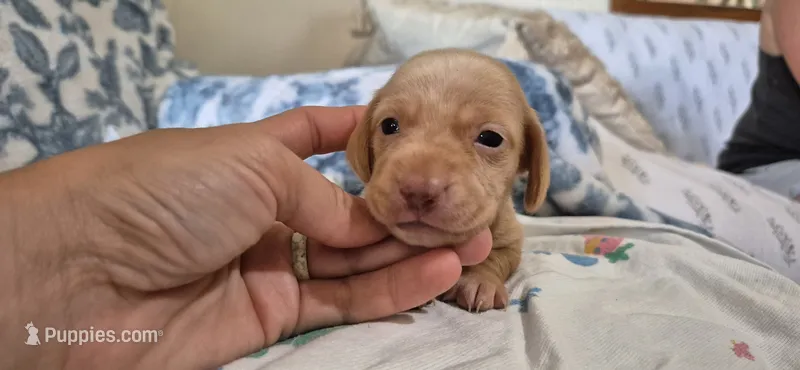 Diamond – Miniature Dachshund puppy for sale in Brenham, TX