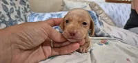 Diamond, a male Miniature Dachshund for sale in Brenham, TX – 1 of 10
