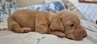 Diamond, a male Miniature Dachshund for sale in Brenham, TX – 8 of 10