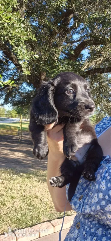 Spruce – Miniature Dachshund puppy for sale in Brenham, TX
