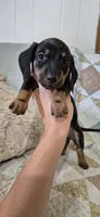 Blue Bonnet, a male Miniature Dachshund for sale in Brenham, TX – 7 of 10